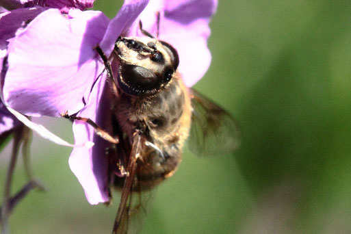 Eristalis tenax - Mistbiene, weiblich, Gesicht; bei Spielberg (G. Franke, 16.06.2021)