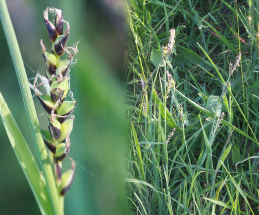 Ähre mit weiblichen Blüten und Pflanze der Hirse-Segge (Carex panicea) bei Karlsbad-Spielberg