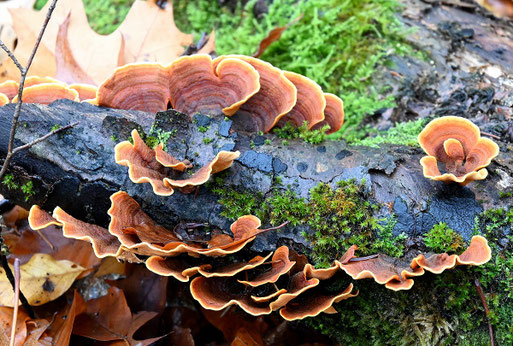 Samtiger Schichtpilz - Stereum subtomentosum; auf einem alten liegenden Buchenstamm im Mischwald bei Ittersbach (G. Franke, 18.11.2023)