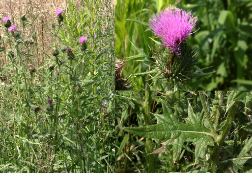 Gewöhnliche Kratzdistel - Cirsium vulgare; Feldrand bei Langensteinbach (G. Franke, 20.07.2021)