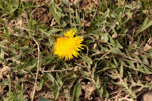Gewöhnlicher Löwenzahn (Sammelart) - Taraxacum officinale; Streuobstwiesenrand südwestlich von Spielberg (G. Franke, 20.03.2022)