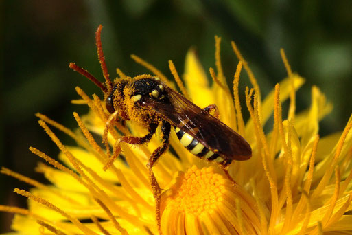 Feld-Wespenbiene - Nomada goodeniana; Ackerrandstreifen bei Auerbach (G. Franke, 22.04.2021)