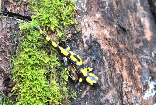 Feuersalamander südwestlich von Karlsbad-Spielberg in Waldwegnähe an einem Baumstubben (G. Franke, 12.09.2025)