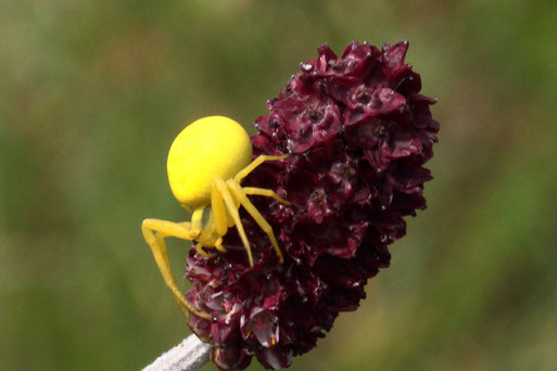 Veränderliche Krabbenspinne - Misumena vatia; auf den Blüten des Großen Wiesenknopfs - Streuobstwiese südlich von Spielberg (G. Franke, 23.07.2022)