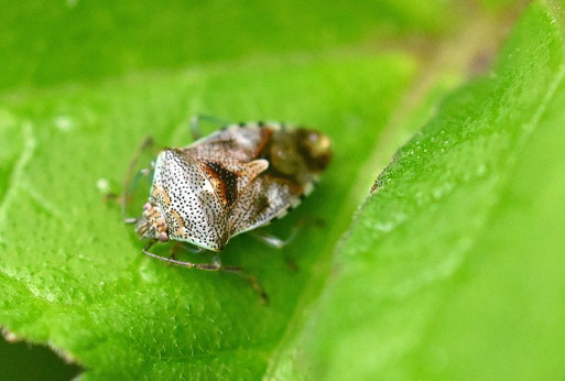 Fleckige Brutwanze - Elasmucha grisea; am Waldwegrand bei Marxzell-Pfaffenrot (G.Franke, 20.05.026)