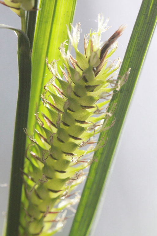 Ähre mit weiblichen Blüten der Blasen-Segge (Carex vesicaria) bei Auerbach - im sumpfigen Bereich einer Wiese