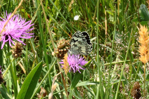 Schachbrett - Melanargia galathea; auf einer Wiesen-Flockenblume - Streuobstwiese südlich von Spielberg (G. Franke, 21.06.2022)