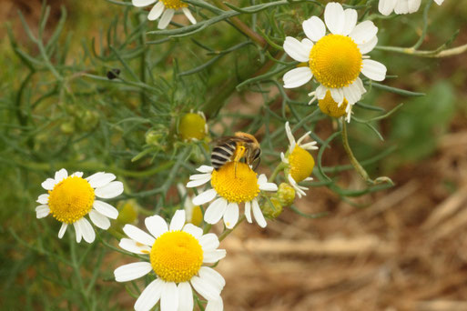 Wildbiene auf einer Kamillenblüte (G. Franke)