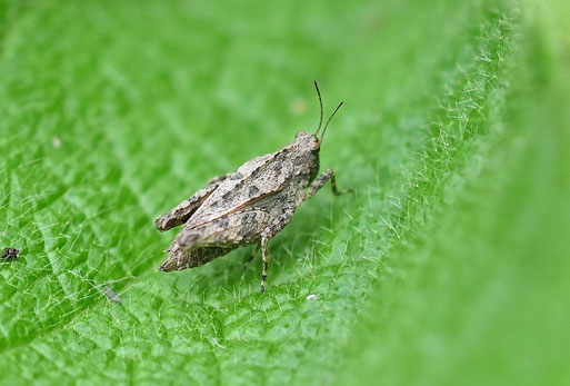 Langfühler-Dornschrecke - Tetrix tenuicornis; Garten bei Karlsbad-Spielberg; ca. 8 - 9 mm lang (G. Franke, 29.05.2025) vielen Dank für die Bestimmungshilfe bei iNaturalist