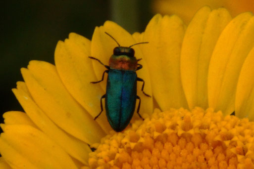 Zierlicher Prachtkäfer (Glänzender Blüten-Prachtkäfer) - Anthaxia nitidula; weiblich; bei Spielberg (G. Franke)