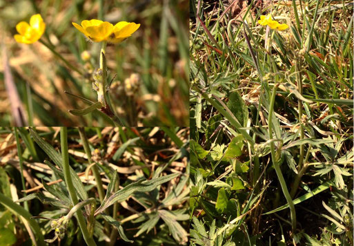 Scharfer Hahnenfuß - Ranunculus acris; Streuobstwiese südlich von Spielberg - die "Vorhut" einer normalerweise später blühenden Art (G. Franke, 24.03.2022)