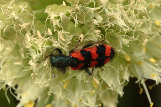 Zottiger Bienenkäfer - Trichodes alvearius; Rote Liste D Kategorie 3 (gefährdet), bei Spielberg (G. Franke 18.06.2019)