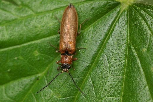 Zahnhalsiger Schnellkäfer - Denticollis linearis; Karlsbad - Waldrand (G. Franke, 28.05.2019)