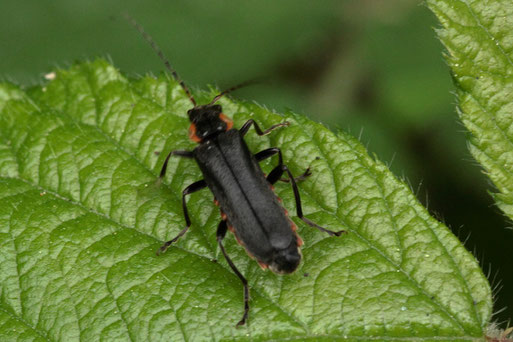 Dunkler Fliegenkäfer - Cantharis obscura; bei Dennach am Heuberg (G. Franke, 26.05.2022)