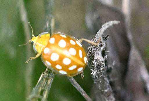 Sechzehnfleckiger Marienkäfer - Halycia sedecimguttata; im Garten (G. Franke, 04.08.2025)