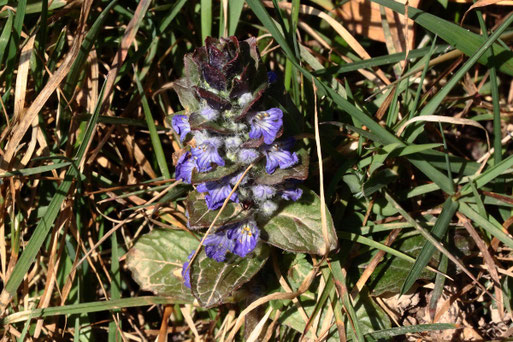 Kriechender Günsel - Ajuga reptans; blüht hier an sonniger und geschützter Stelle schon sehr früh - Streuobstwiese an Gehölzstreifen; südlich von Spielberg (G. Franke, 24.03.2022)