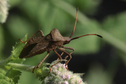 Lederwanze - Coreus marginatus; Garten bei Spielberg (G. Franke, 24.07.2018)