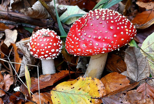 Fliegenpilze im Mischwald bei Karlsbad-Spielberg (G. Franke, 12.11.2023)