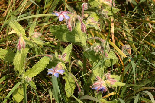 Boretsch - Borago officinalis; Feldrand zwischen Langensteinbach und Auerbach - Feld mit vorwiegend Sonnenblumen, Kornblumen, Klatsch-Mohn, Phacelia, Ringelblumen (G. Franke, 21.09.2021)