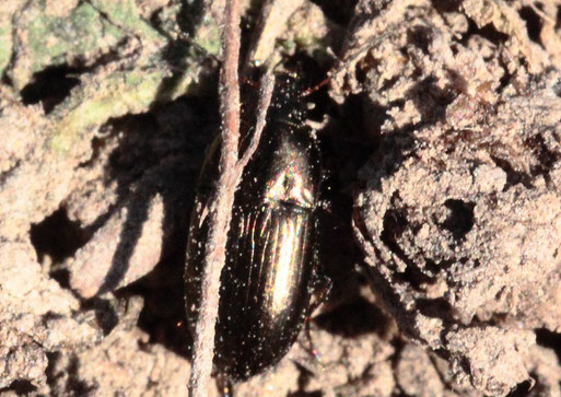 Erzfarbener Kanalkäfer - Amara aenea; Gartenweg bei Spielberg (G. Franke, 04.04.2021)