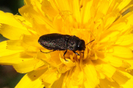 Prachtkäfer der Gattung Anthaxia - Artenpaar Anthaxia quadripunktata/ A. godeti (am Foto nicht unterscheidbar); Streuobstwiesenrand am Wald südwestlich von Spielberg (G. Franke, 25.06.2022)