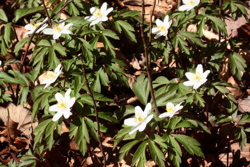 Busch-Windröschen - Anemone nemorosa; Waldwegböschung bei Auerbach (G. Franke, 30.03.2021)