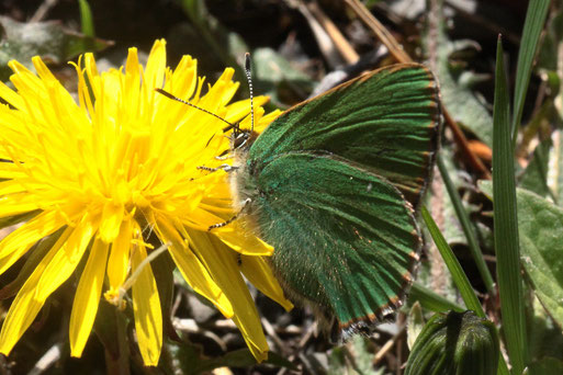 Grüner Zipfelfalter (Brombeer-Zipfelfalter) - Callophrys rubi; zischen Dennach und Dobel am Heuberg, Waldwegrand (G. Franke) ein Wald-Schmetterling, der gerne auch Brombeerblüten besucht; Raupe lebt u.a. an Himbeersträuchern und Blaubeerbüschen