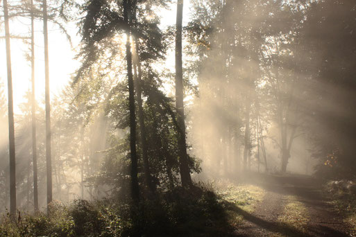 bei Dennach - Hang zum Enztal - Morgensonne und Nebelschwaden (G. Franke, 03.10.2019)
