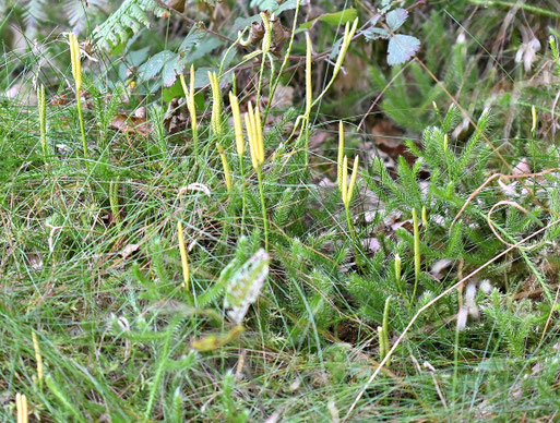 Keulen-Bärlapp - Lycopodium clavatum; Bad-Herrenalb (G. Franke, 26.08.2025) Rote Liste Deutschland - Kategorie 3 (gefährdet)