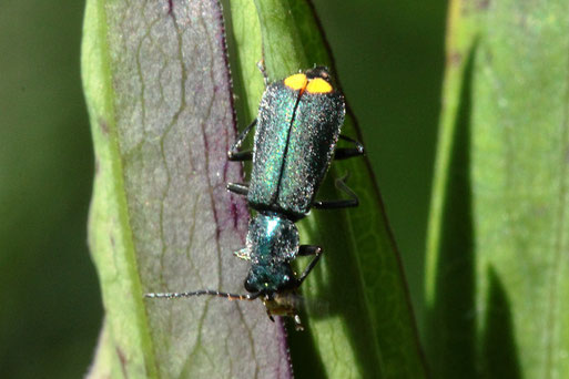 Gelbstirniger Zipfelkäfer (Warzenkäfer) - Clanoptilus elegans, Garten bei Spielberg (G. Franke, 20.06.2020) relativ selten