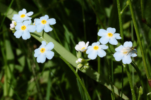 Sumpf-Vergissmeinnicht - Myosotis palustris agg.; Streuobstwiese südwestlich von Spielberg (G. Franke, 12.05.2022)