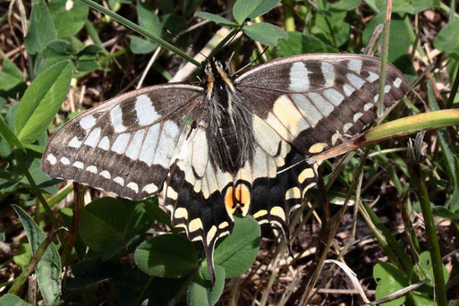 Schwalbenschwanz Papilio machaon; eine schöne und leider selten gewordene Beobachtung - Streuobstwiese südlich von Spielberg (G. Franke, 28.06.2022)