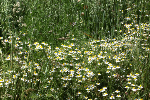 Echte Kamille am Rand eines Haferfeldes bei Langensteinbach - in voller Blüte (G. Franke, 15.06.2021)