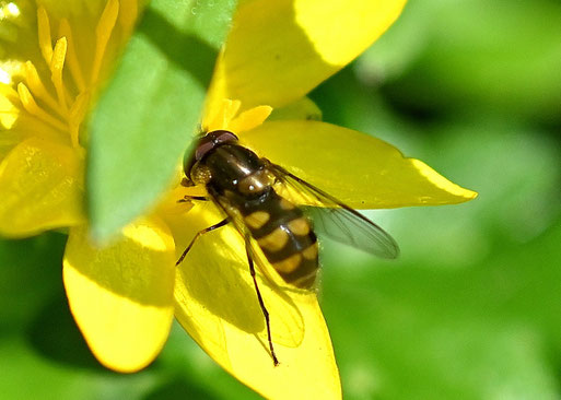 Halbmond-Blattlausschwebfliege - Parasyrphus punctulatus; Waldwegrand - an einer Scharbockskraut-Blüte; ca. 7 mm lang (G. Franke, 24.03.2026)