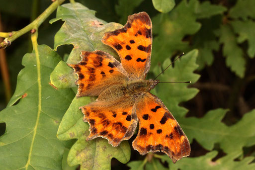 C-Falter - Polygonia c-album; bei Karlsbad (G. Franke) zu finden im Wald, Buschland und Gärten
