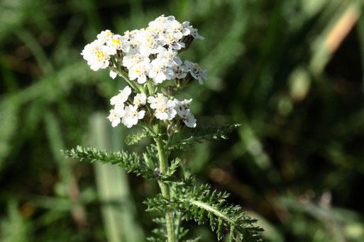 Gewöhnliche Schafgarbe - Achillea millefolium; Rand eines Wiesenweges bei Karlsbad-Spielberg; auch Ende Oktober noch blühend (G. Franke, 31.10.2020)