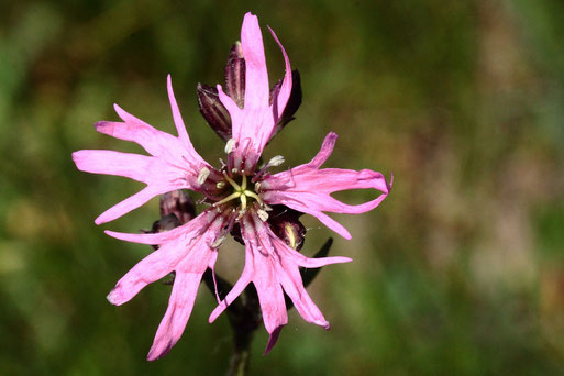 Die Kuckucks-Lichtnelken - Lychnis flos-cuculi, beginnen zu blühen, Streuobstwiese bei Karlsbad-Spielberg (G. Franke 25.04.2020)