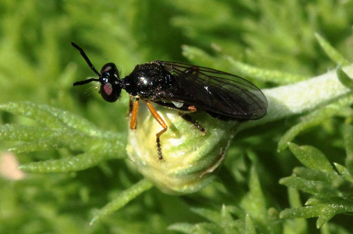 Kleine Habichtsfliege - Dioctria longicornis; Garten bei Spielberg (G. Franke, 20.06.2020)