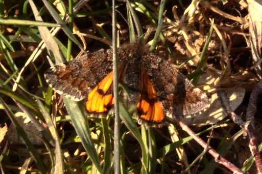 Birken-Jungfernkind - Archiearis parthenias; Familie der Spanner; Streuobstwiesenrand am Waldsaum bei Spielberg (G. Franke, 13.03.2022)