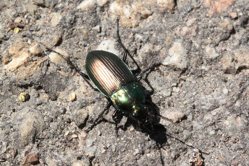 Glatthalsiger Buntgrabläufer - Poecilus versicolor; Weg am Waldrand bei Ittersbach (G. Franke, 07.05.2020)