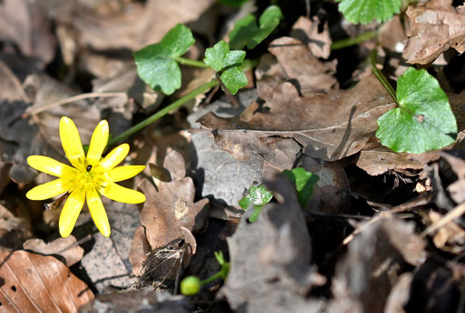 Scharbockskraut am Waldrand bei Karlsbad-Spielberg (G. Franke, 27.02.2026)