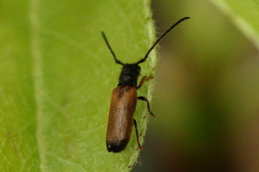 Gelber Pflaumenbock - Tetrops praeustus, ca. 5 - 6 mm groß; auf einem Birnbaumblatt - Streuobstwiese südl. von Spielberg (G. Franke, 01.05.2022) Danke für die Bestätigung durch kerbtier.de