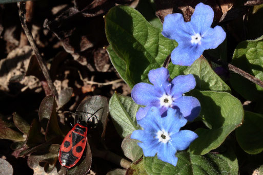 eine Feuerwanze sonnt sich neben einem blühenden Frühlings-Nabelnüsschen (Omphalodes verna) (G. Franke, Spielberg, 28.02.2021)