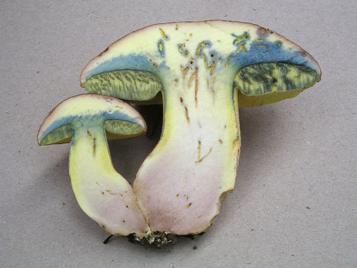Silber-Röhrling - Boletus fechtneri (B. Miggel, Ottenhausen-Vogelsang, 2008)