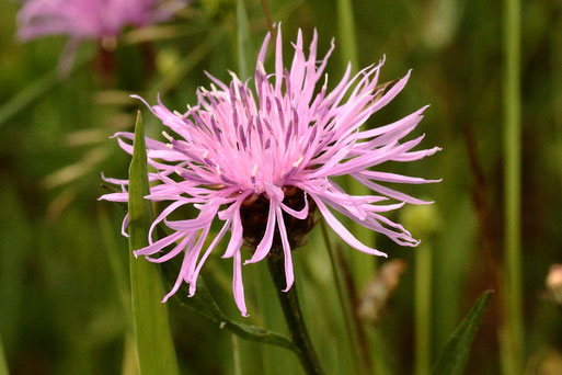 Wiesen-Flockenblume - Centaurea jacea; Streuobstwiese südwestlich von Spielberg (G. Franke, 28.05.2022)