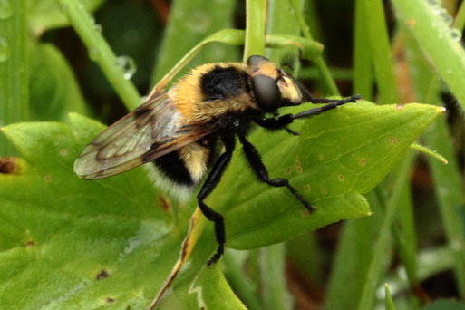 Hummel-Waldschwebfliege, weiblich - Volucella bombylans var. plumata; Streuobstwiese südlich von Spielberg (G. Franke, 22.06.2022)