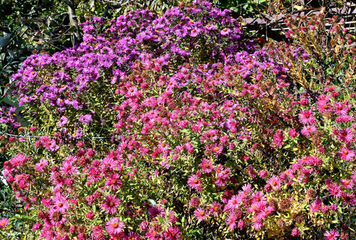 Asternblüten (G. Franke, 11.10.2025)