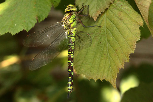 Blaugrüne Mosaikjungfer - Aeshna cyanea; Garten bei Spielberg (G. Franke, 15.08.2021)