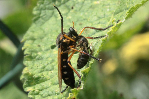 Kleine Wolfsfliege - Molobratia teutonus,  mit Beute;  Vorwarnstufe in der Roten Liste für Deutschland (G. Franke, bei Spielberg, 01.07.2019)