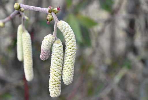 Vereinzelt öffnen sich die ersten Blüten der Gemeinen Hasel am Wegrand bei Spielberg - die weiblichen Blüten mit den roten Narbenästen und die männlichen Kätzchen mit dem Pollen (G. Franke, 14.01.2026)